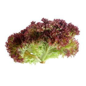Lollo Rosso