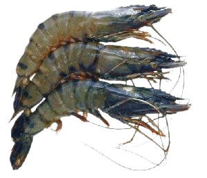 Black Tiger Prawns U10 1kg