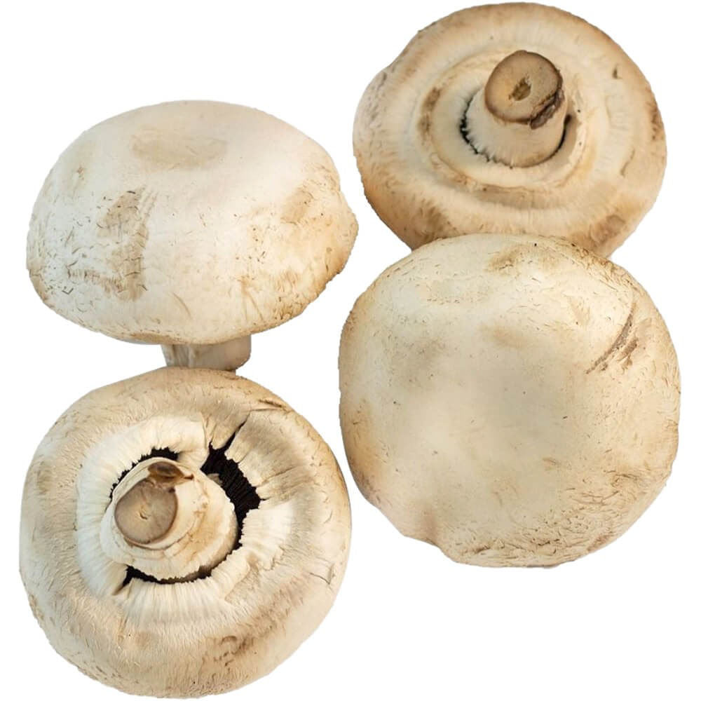 Giant Mushroom 250g