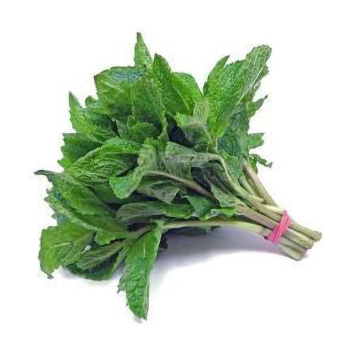 पुदीना