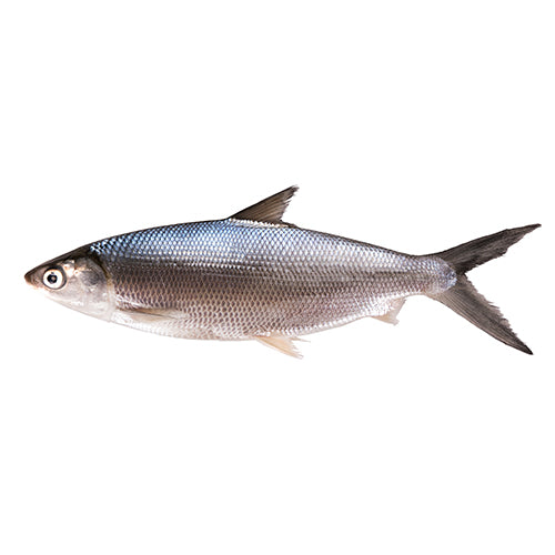Milk Fish 1kg (2-3pcs)