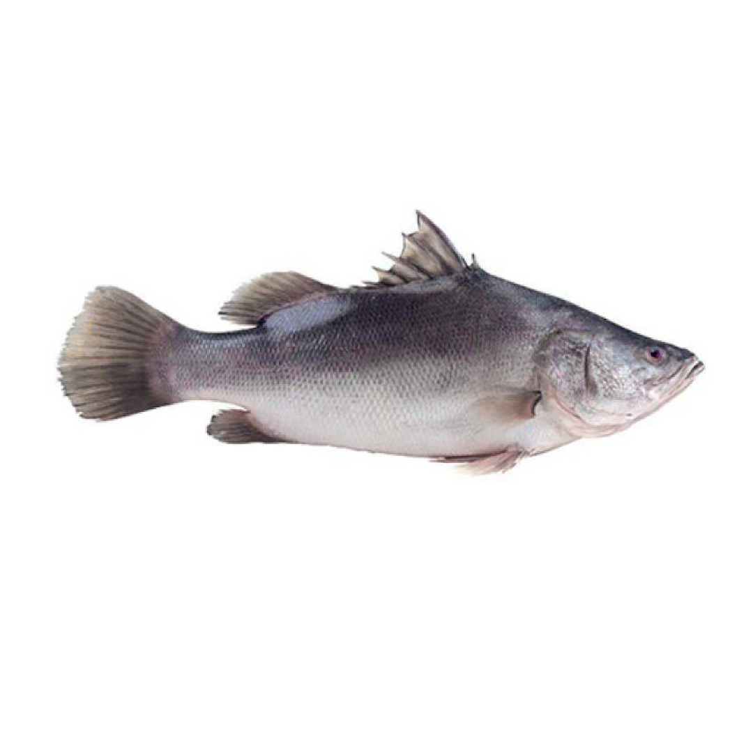 Nile Perch Whole Cleaned