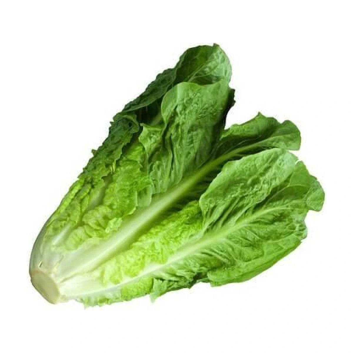 रोमेन लेट्यूस 500 ग्राम