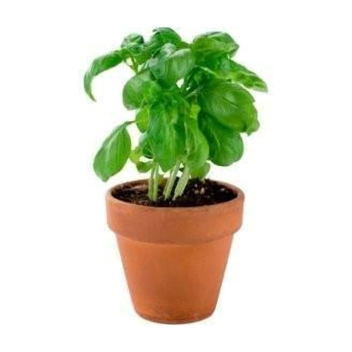 Basil pot 210g | Welaza
