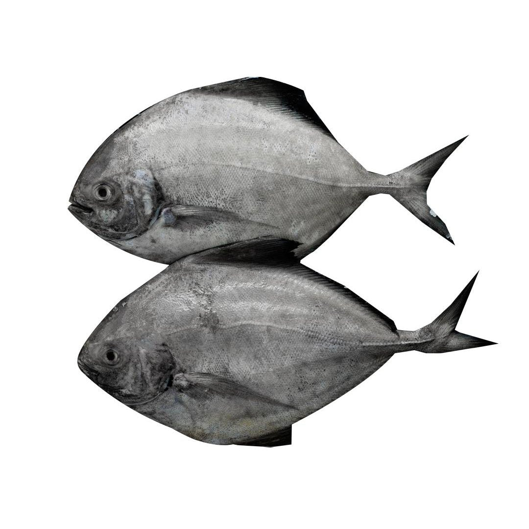 Black Pomfret / Zubaidy Al Aswad / Karutha Avoli (LARGE) - Whole Cleaned (With Skin) 500g