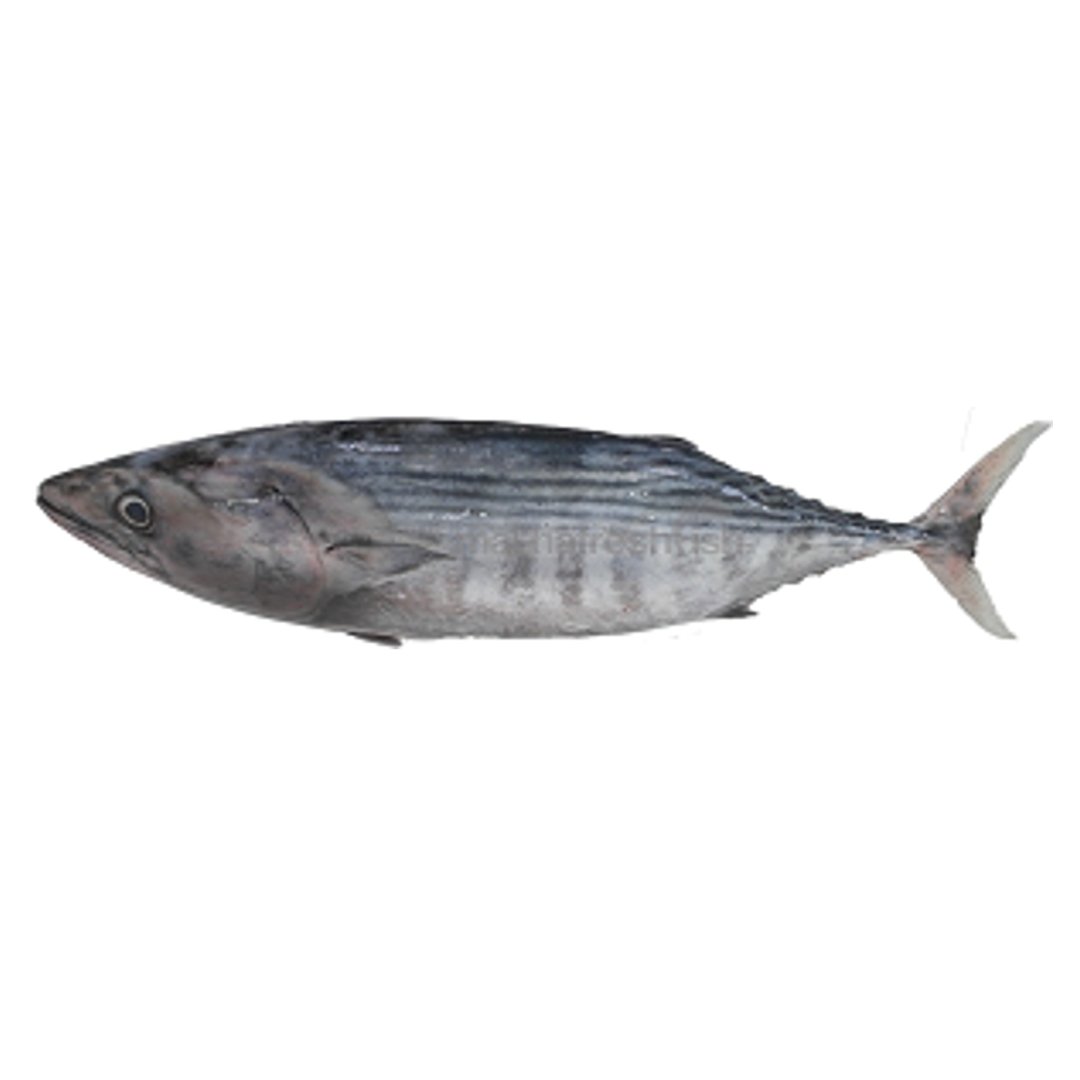 Black Tuna / Tunny / Choora - Whole