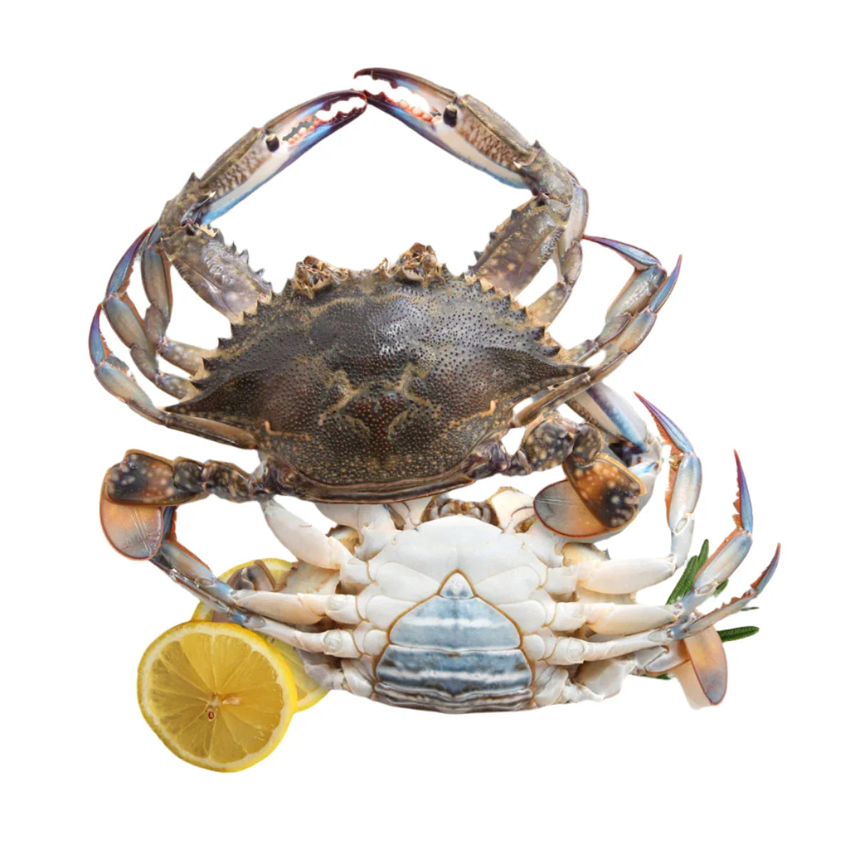 Sea Crab Cut & Clean Female Large Size 1Kg