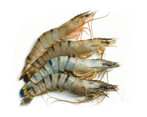 Flower Tiger Shrimp - Whole