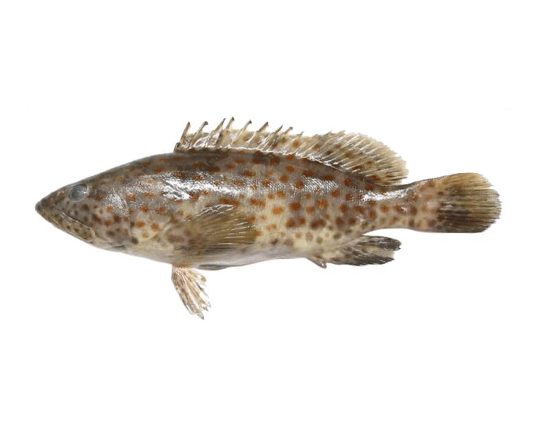Grouper / Reef Cod / Kalava / Hamour whole cleaned 1Kg