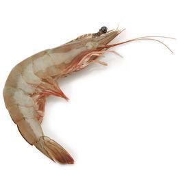 Gulf Prawns, Trimmed, Head-On & Shell On - Medium Size
