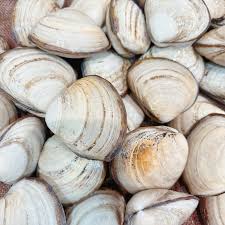 Fresh Clams (Seafish shell) 1Kg