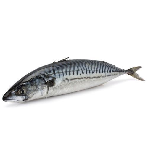 Mackerel / Ayala / Bangda / Garfa Whole Cleaned