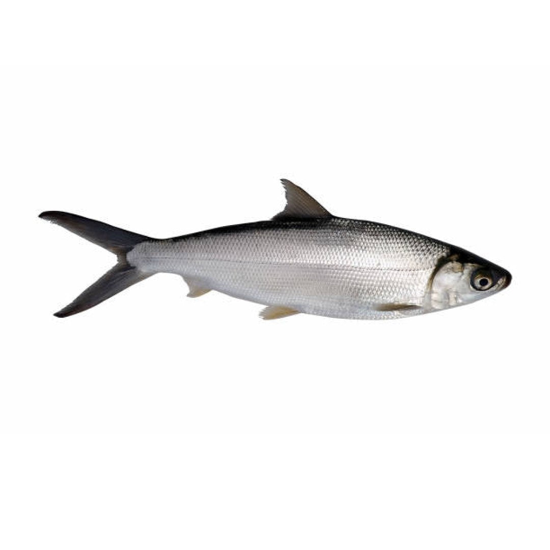 Marine Milk Fish / Poomeen - Whole Cleaned