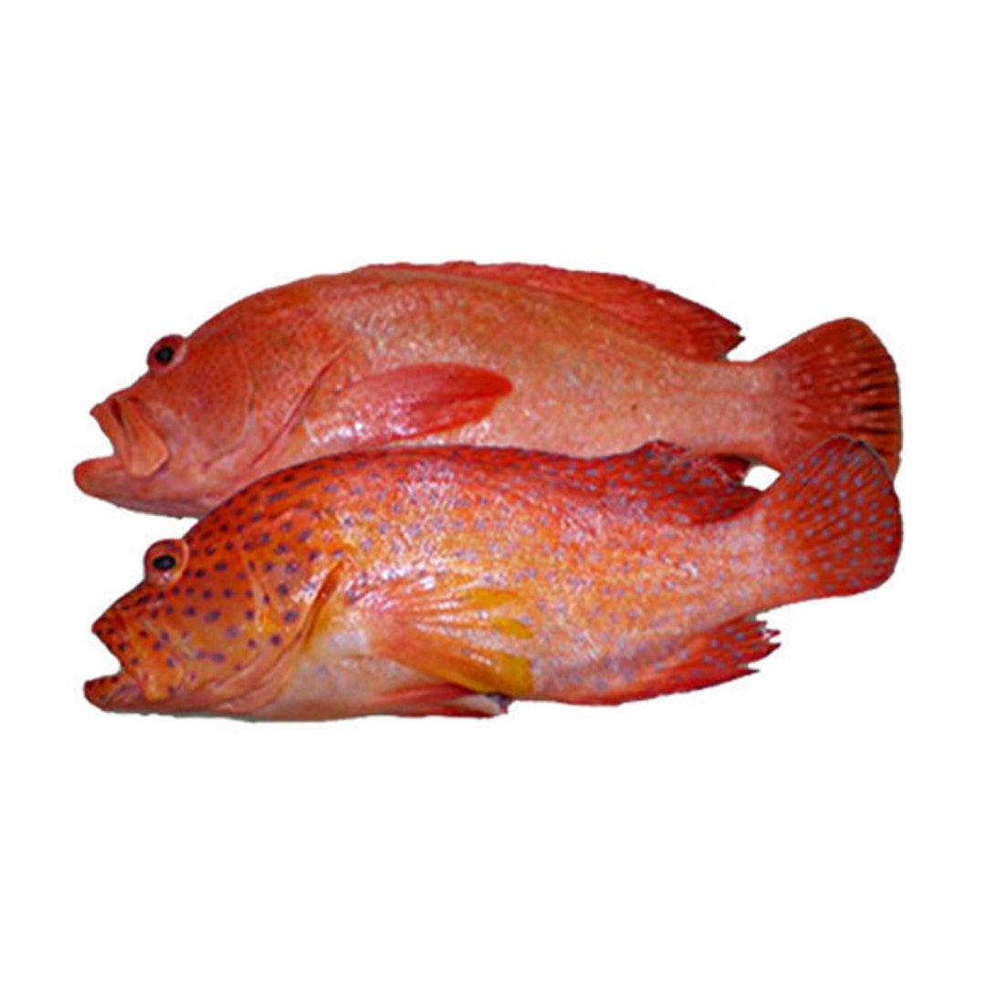 Red Grouper / Hamour / Reef Cod - Whole Cleaned 500g