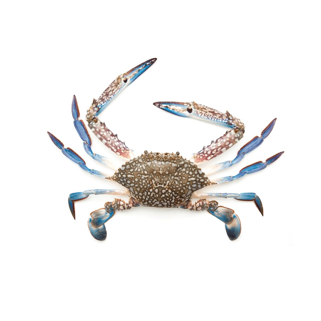 Whole Blu Crab (MEDIUM) Size 500g