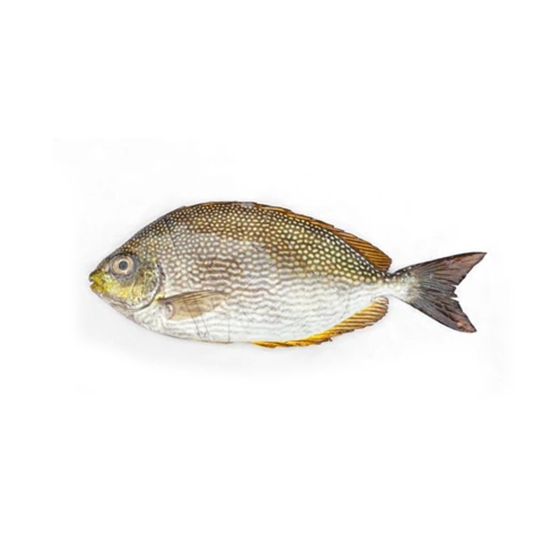 Wild Safi / Omani fish/ whole cleaned
